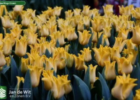 Tulipa Kings Crown (2)